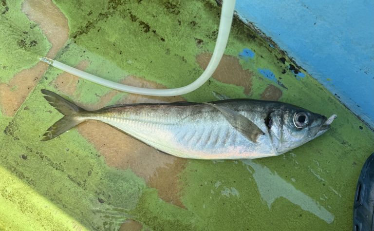 2025.06.30 太田屋 午前アジ