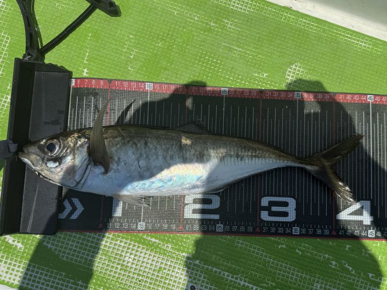 2025.06.30 太田屋 午前アジ