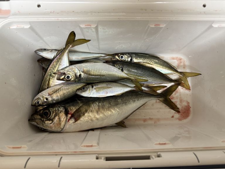 2025.06.30 太田屋 午前アジ