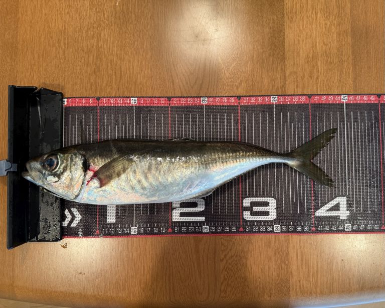 2025.06.30 太田屋 午前アジ