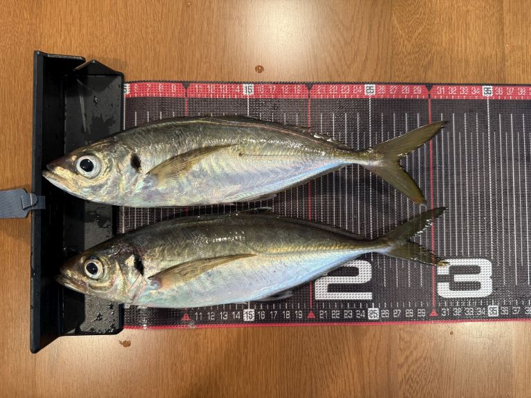 2025.06.30 太田屋 午前アジ