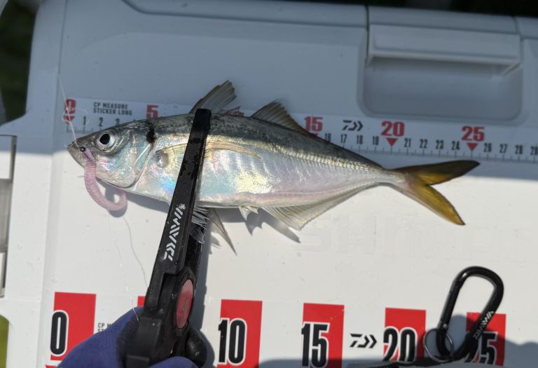 2025.08.25 太田屋 ショートアジ