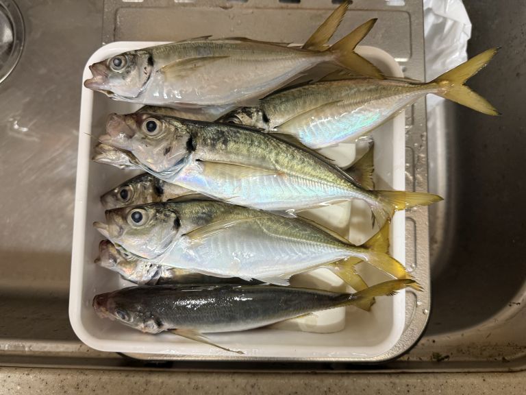 2025.08.25 太田屋 ショートアジ