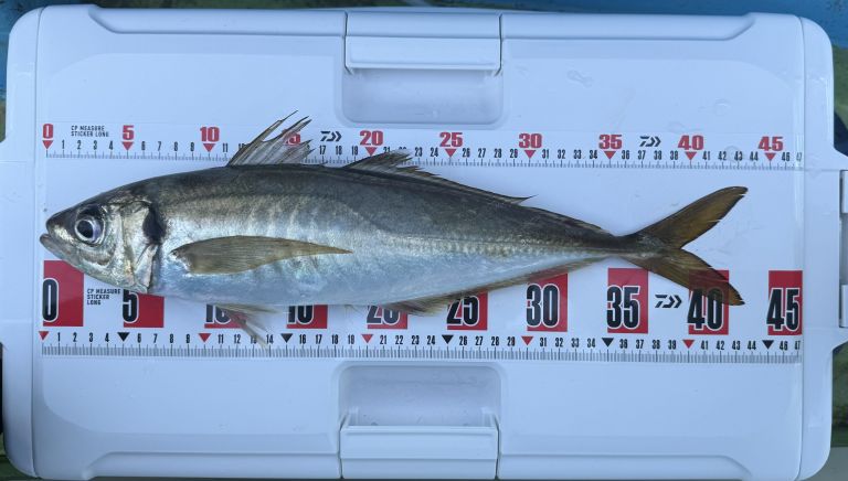 2025.09.08 太田屋 ショートアジ