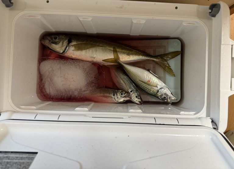 2025.09.08 太田屋 ショートアジ