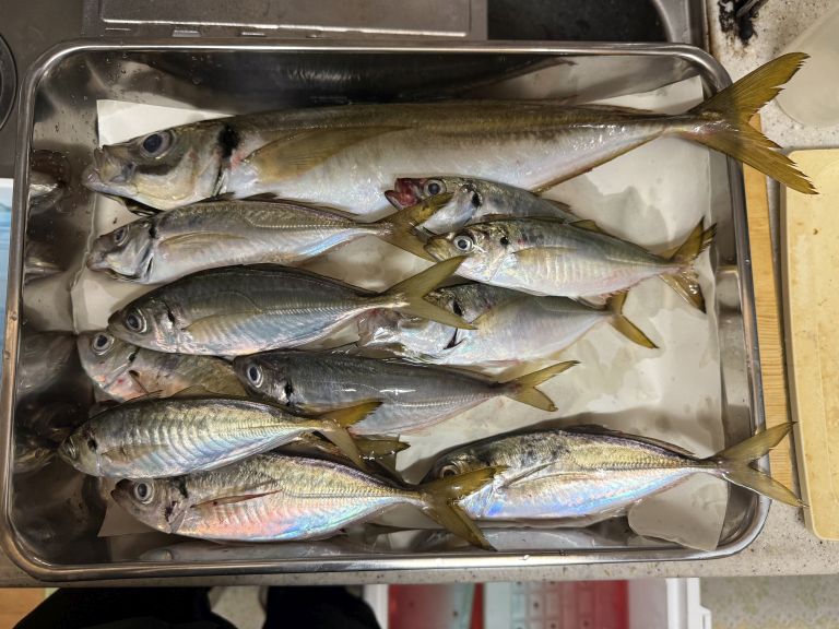 2025.09.08 太田屋 ショートアジ