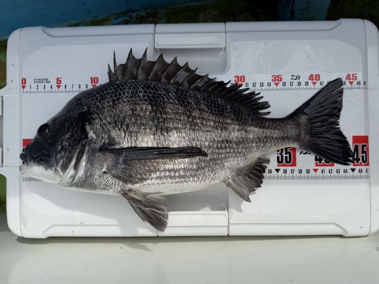 2025.10.07 太田屋 午前アジ