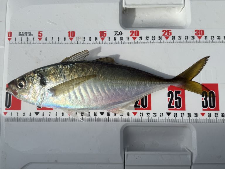 2025.10.07 太田屋 午前アジ