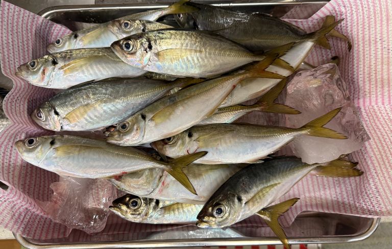 2025.10.07 太田屋 午前アジ