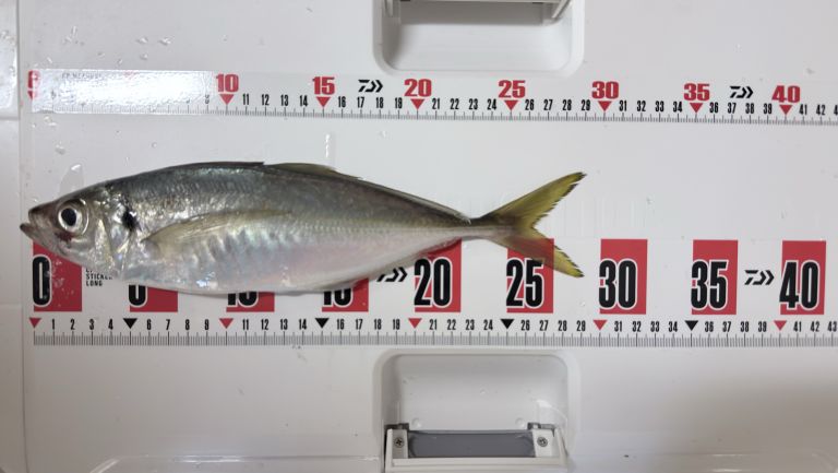 2025.11.04 太田屋 午前アジ