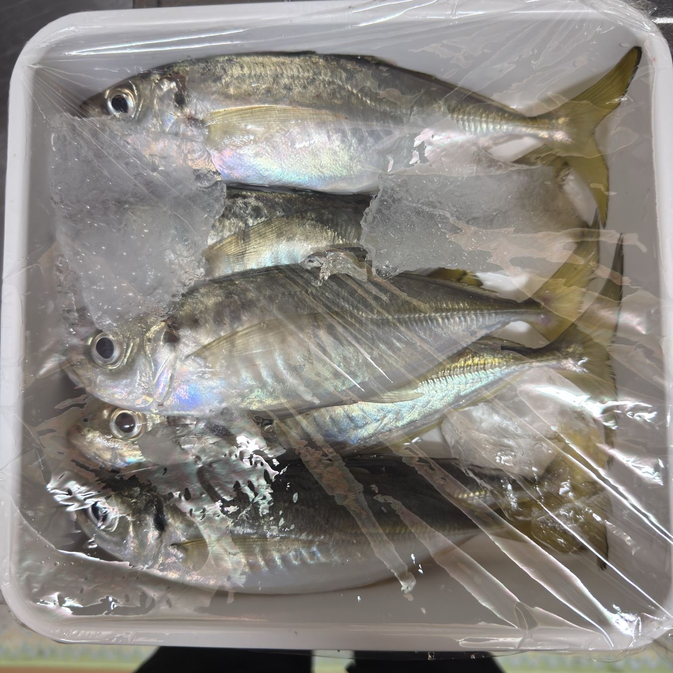 2025.11.25 太田屋 午前/午後アジ