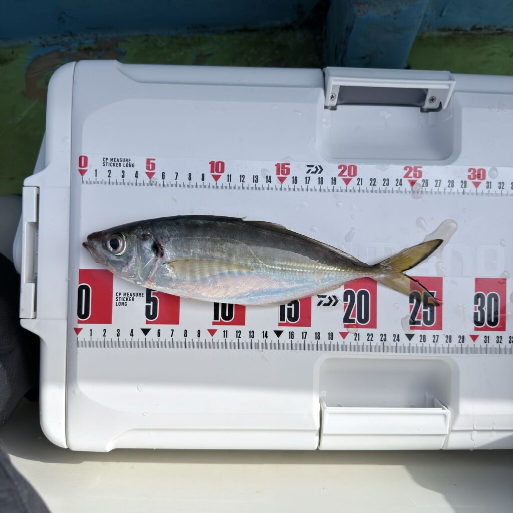 2025.12.23 太田屋 午前/午後アジ