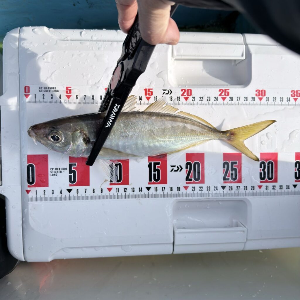 2025.12.23 太田屋 午前/午後アジ