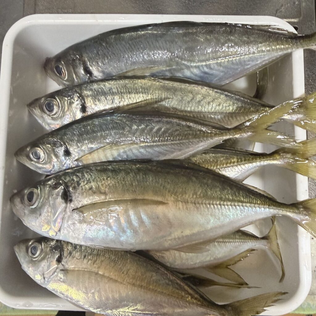 2025.12.23 太田屋 午前/午後アジ