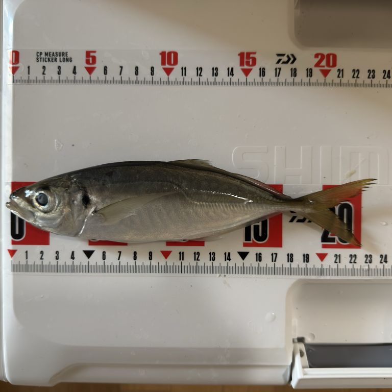 2026.01.06 太田屋 午前アジ