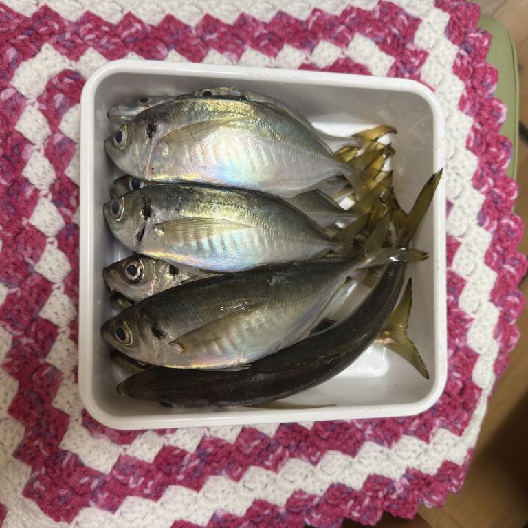 2026.03.06 太田屋 午前アジ