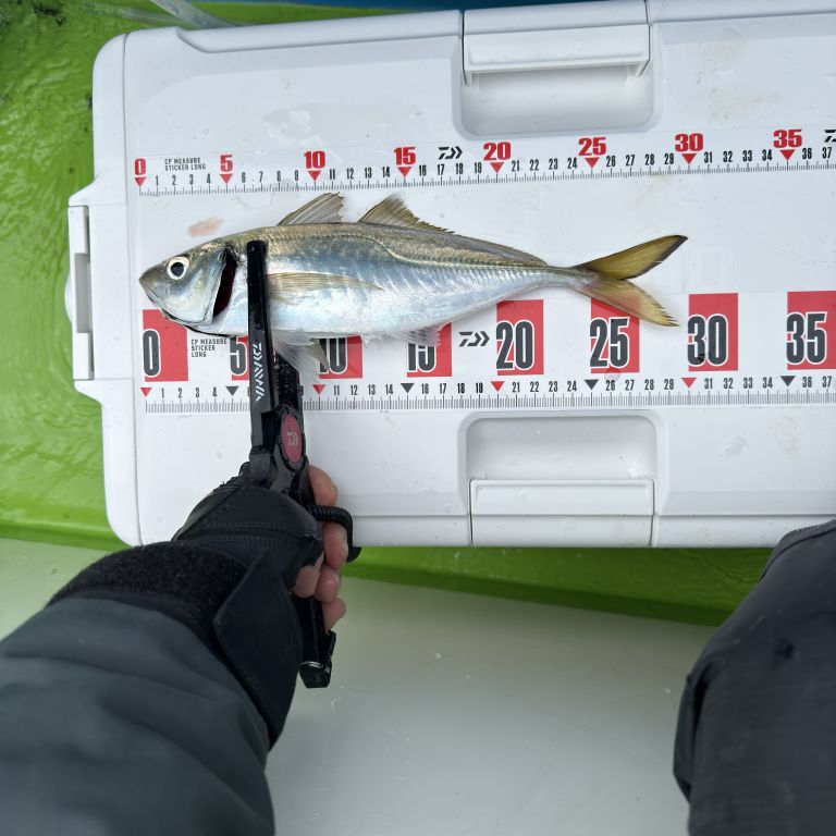 2026.03.06 太田屋 午前アジ