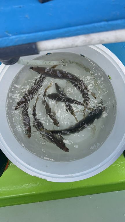 2026.03.06 太田屋 午前アジ