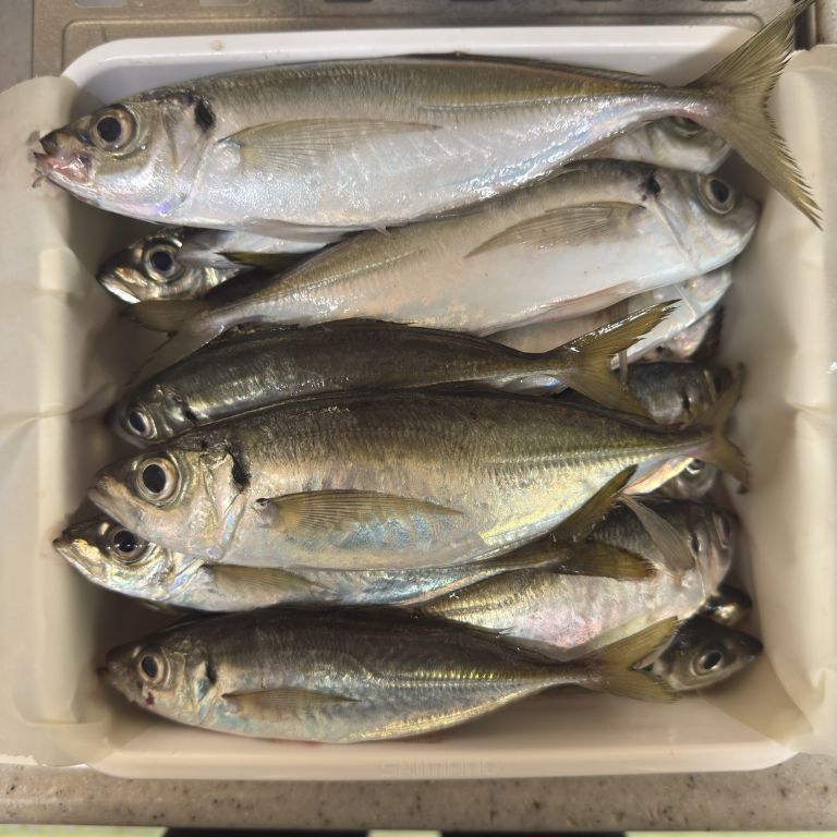 2026.03.27 太田屋 午前アジ