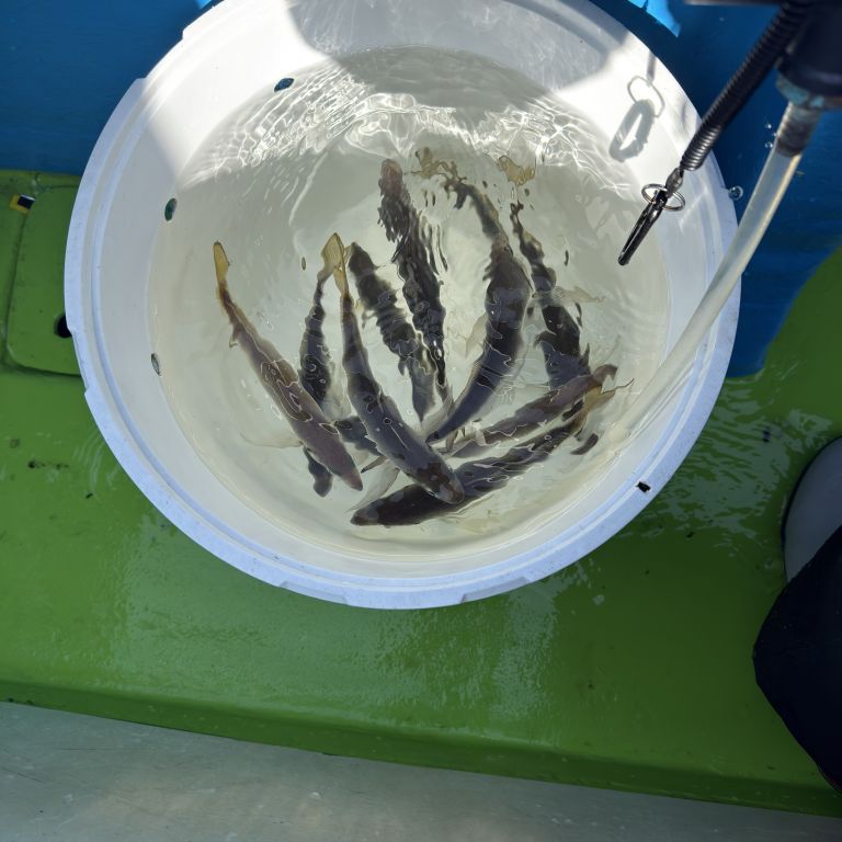 2026.03.27 太田屋 午前アジ