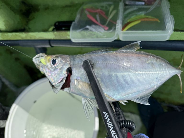 LTアジ乗合船に便乗するスタイルのデイバチコン